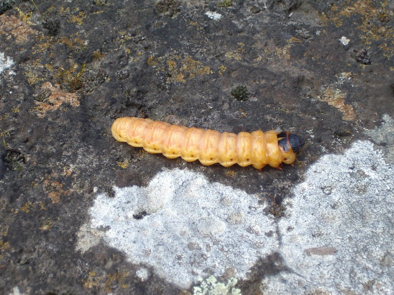 Bruco di cossus cossus???